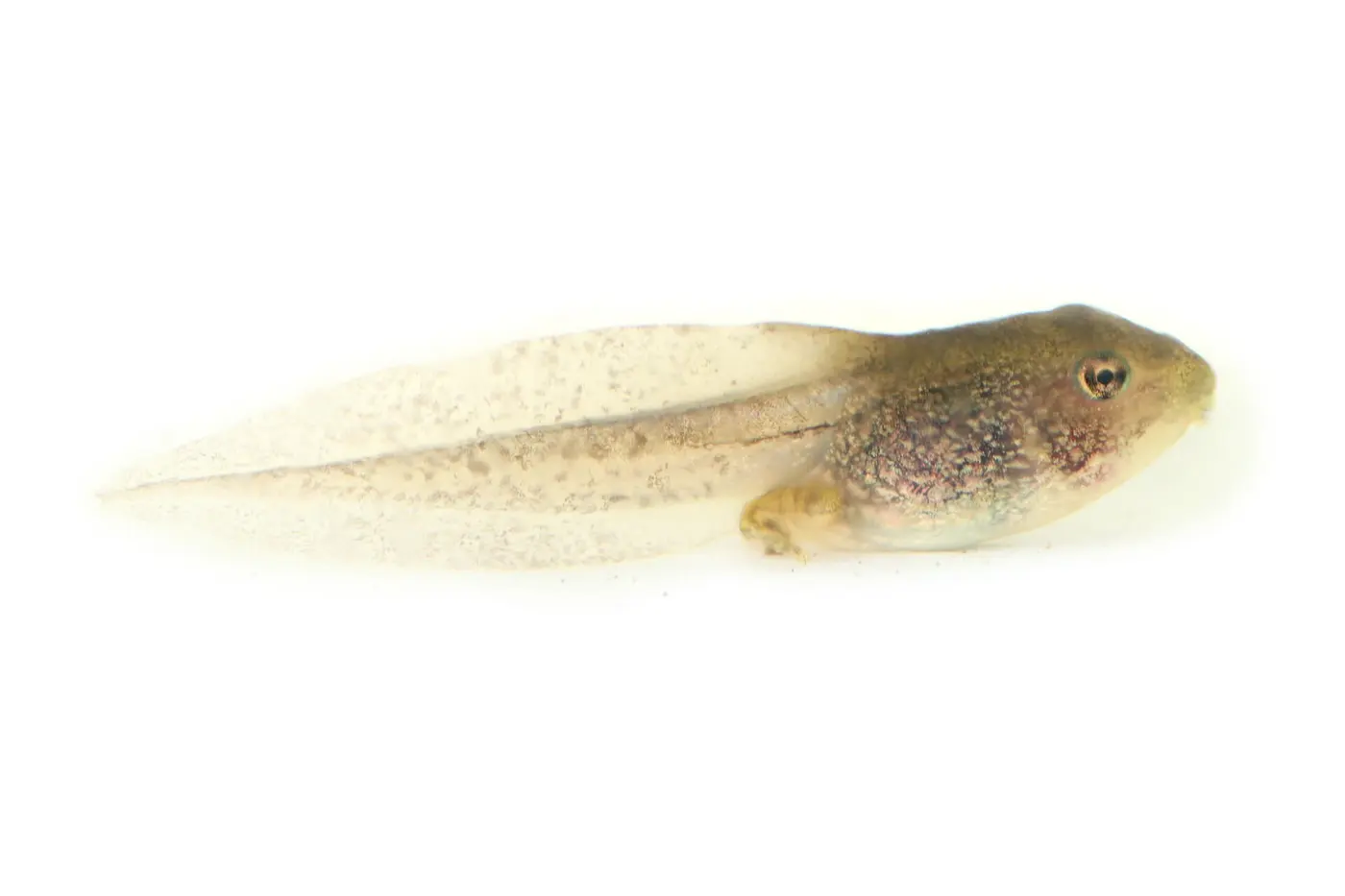 A tadpole with hind legs beginning to grow, photographed from the side against a white background