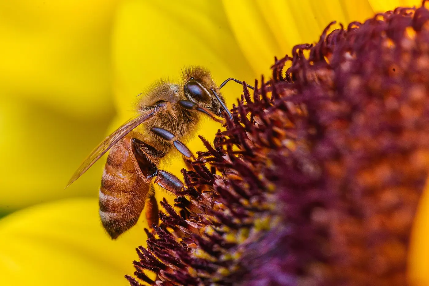 A western honeybee gathering nectar on a flower with yellow petals and a deep purple center