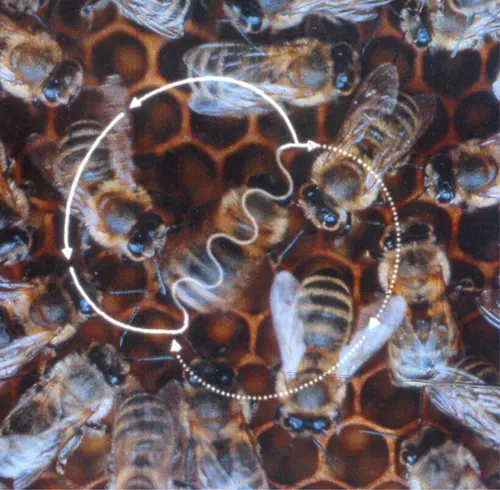 Photo of honeybees on a comb with arrows drawn over one bee’s path: a wavy straight run flanked by curved loops on each side