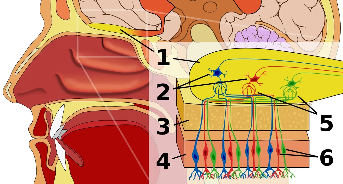 A cross-section of the head alongside a color-coded close-up of nerve cells running from the lining at the back of the nose to the brain