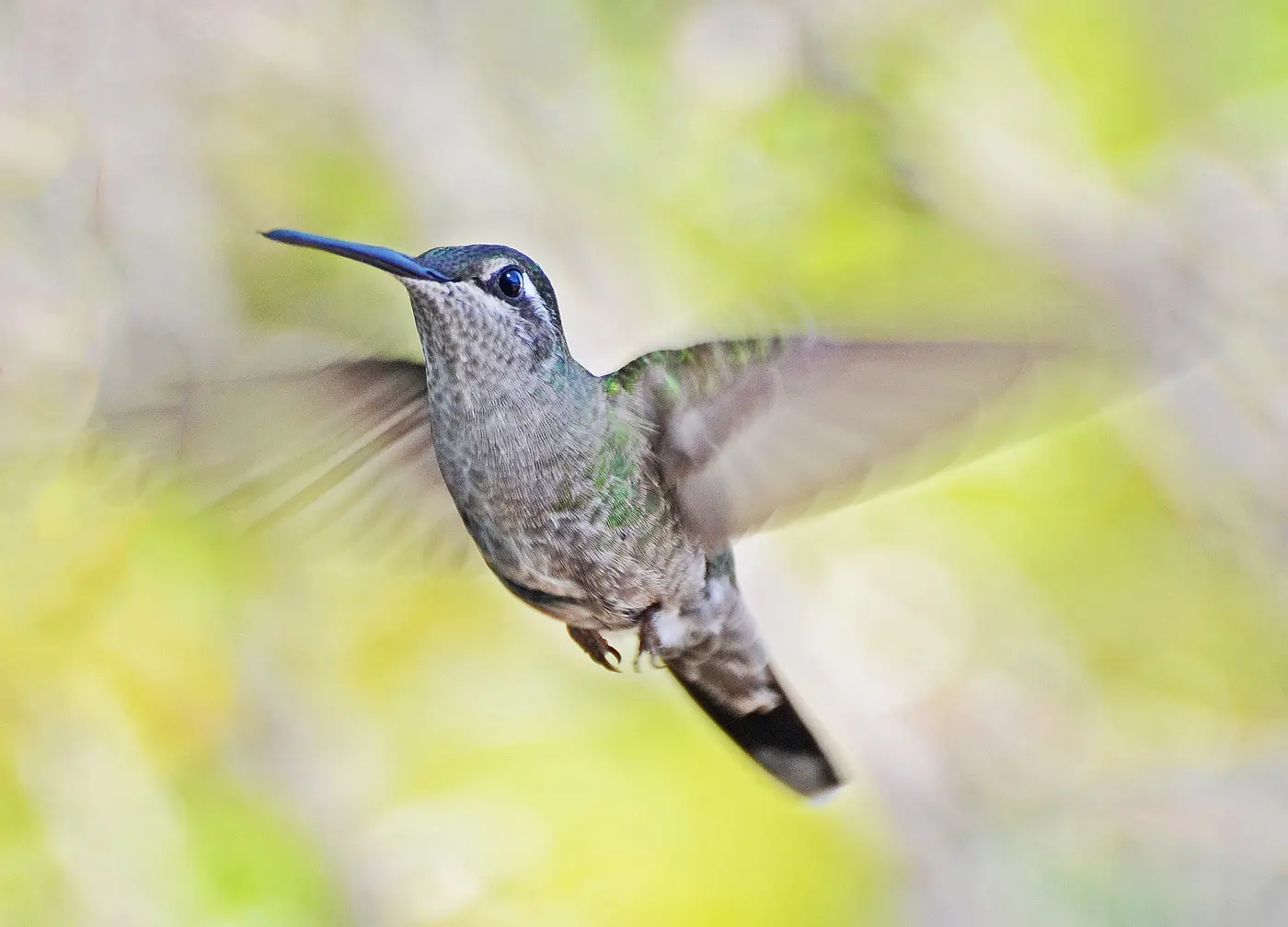 A hummingbird with a gray breast and white-tipped tail hovering in midair with its wings spread