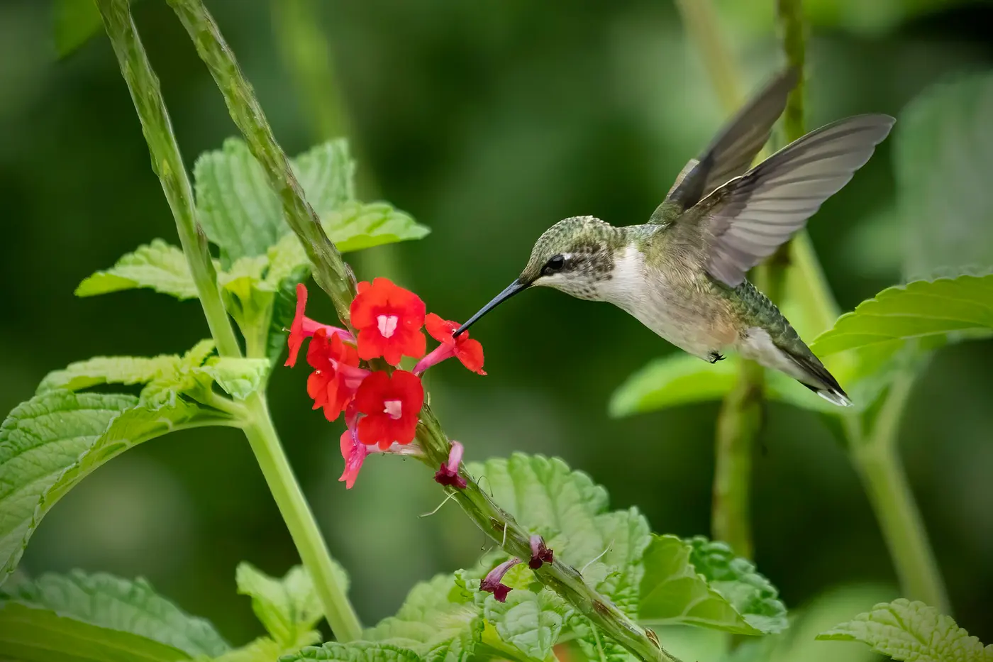 A hummingbird with wings spread, poking its slender bill into small red flowers