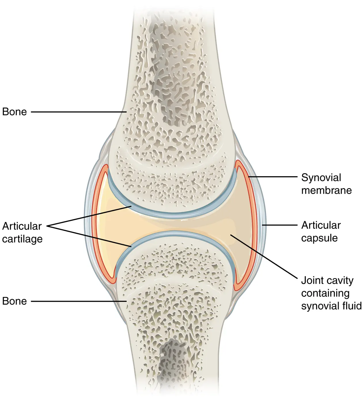 Cross-section of a joint: the ends of two bones are covered with cartilage, and a capsule encloses the joint cavity between them