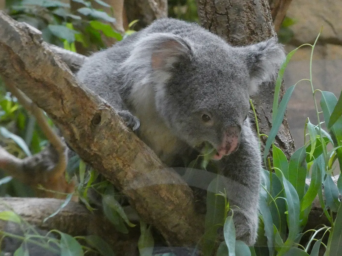 A koala gripping a branch with a long, narrow eucalyptus leaf in its mouth