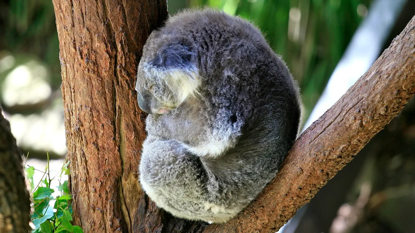A gray koala curled up asleep in the fork between a trunk and a branch, its face tucked in