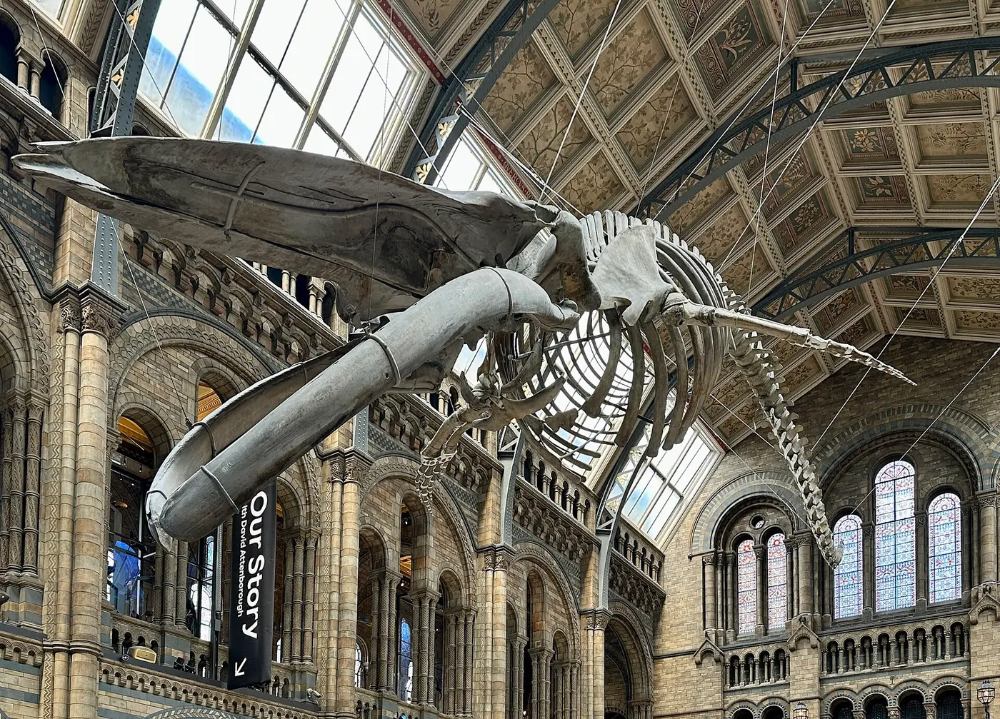 A huge, complete blue whale skeleton suspended from the ceiling of a museum’s soaring central hall