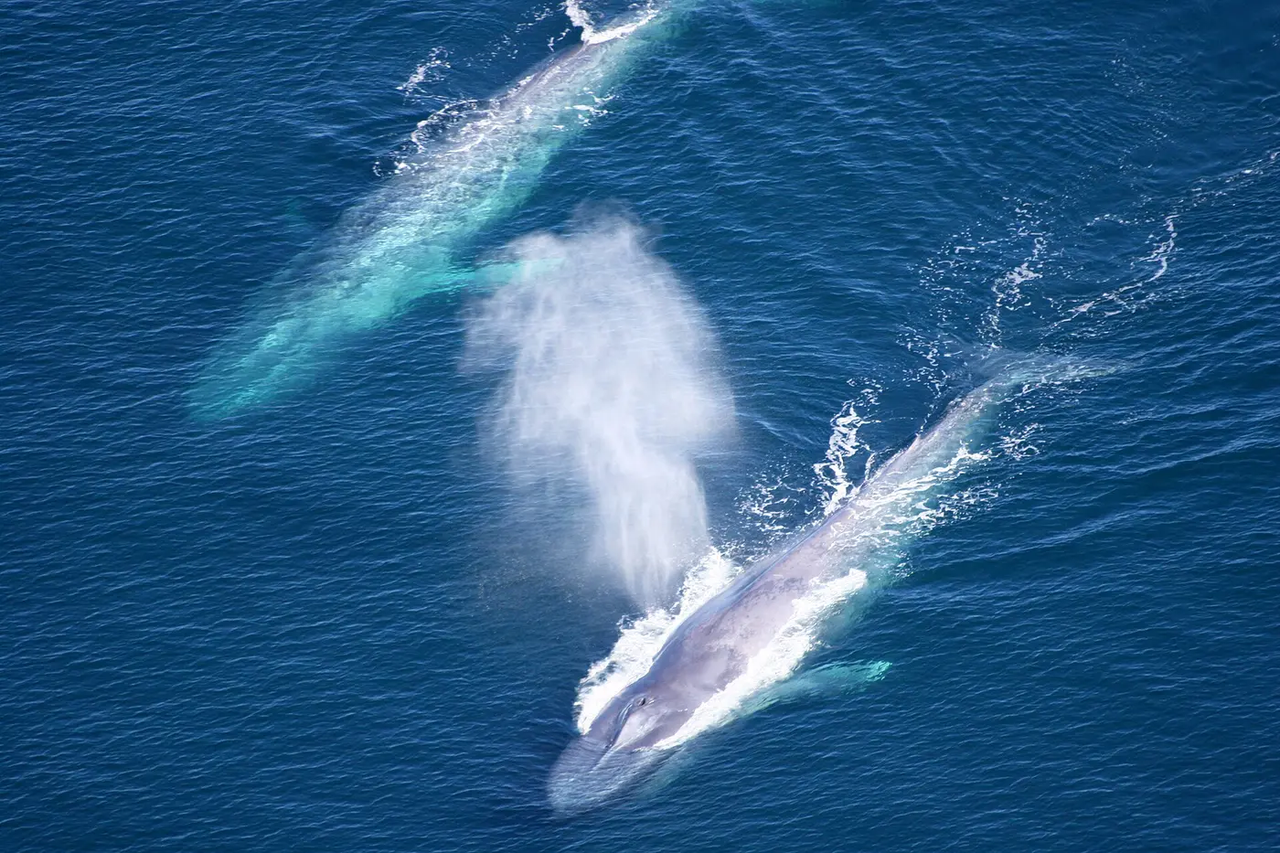 An aerial photo of two blue whales swimming side by side just below the surface of a blue sea