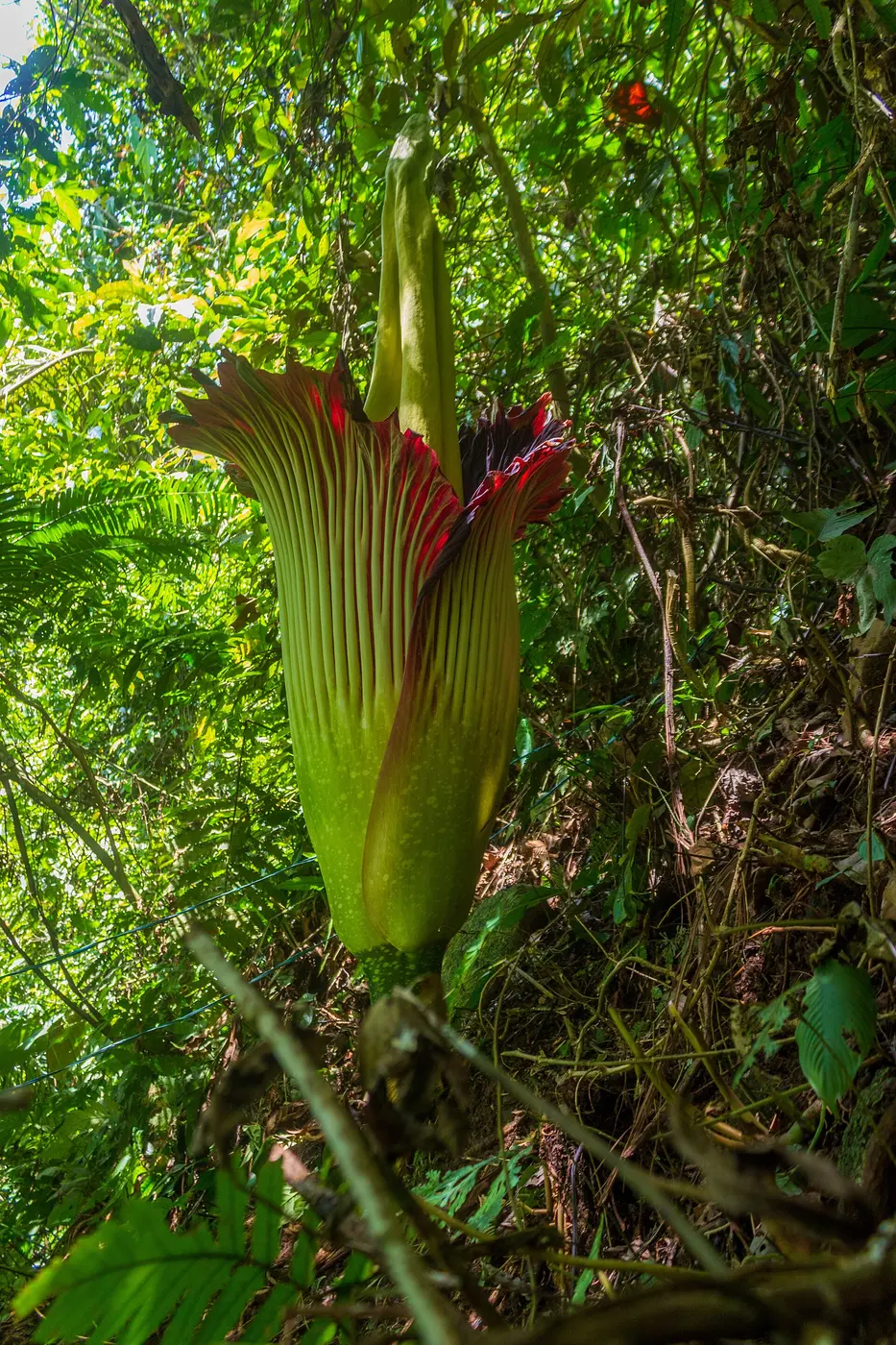 On a forest slope, a thick, rodlike spike rises straight up from the center of a large, ruffled green and reddish-purple spathe