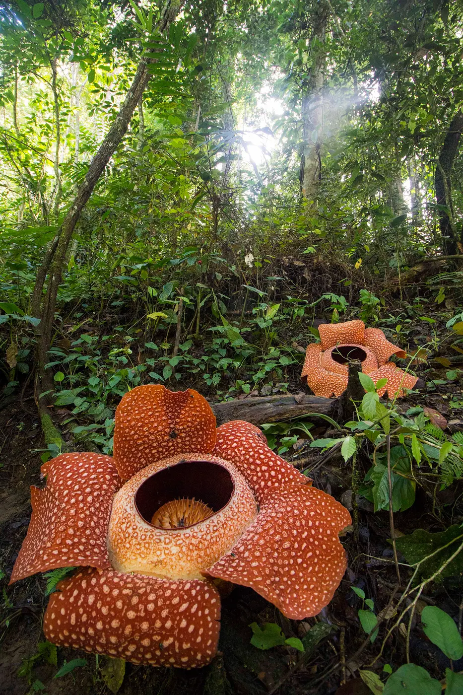 Two large reddish-brown flowers with white spots blooming on a tropical forest floor