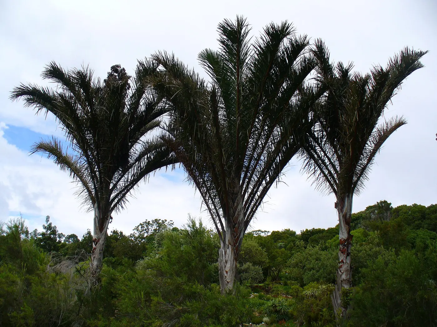 Three palm trees against a blue sky, each sending up many long, feather-like leaves from a slender trunk