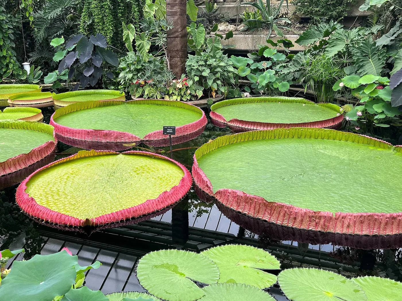 Several enormous round leaves with upturned rims, like trays, floating on a pond in a greenhouse