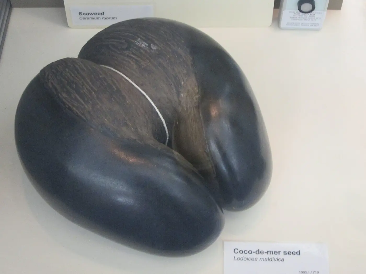 A large, blackish-brown seed shaped like two rounded lobes joined together, inside a display case