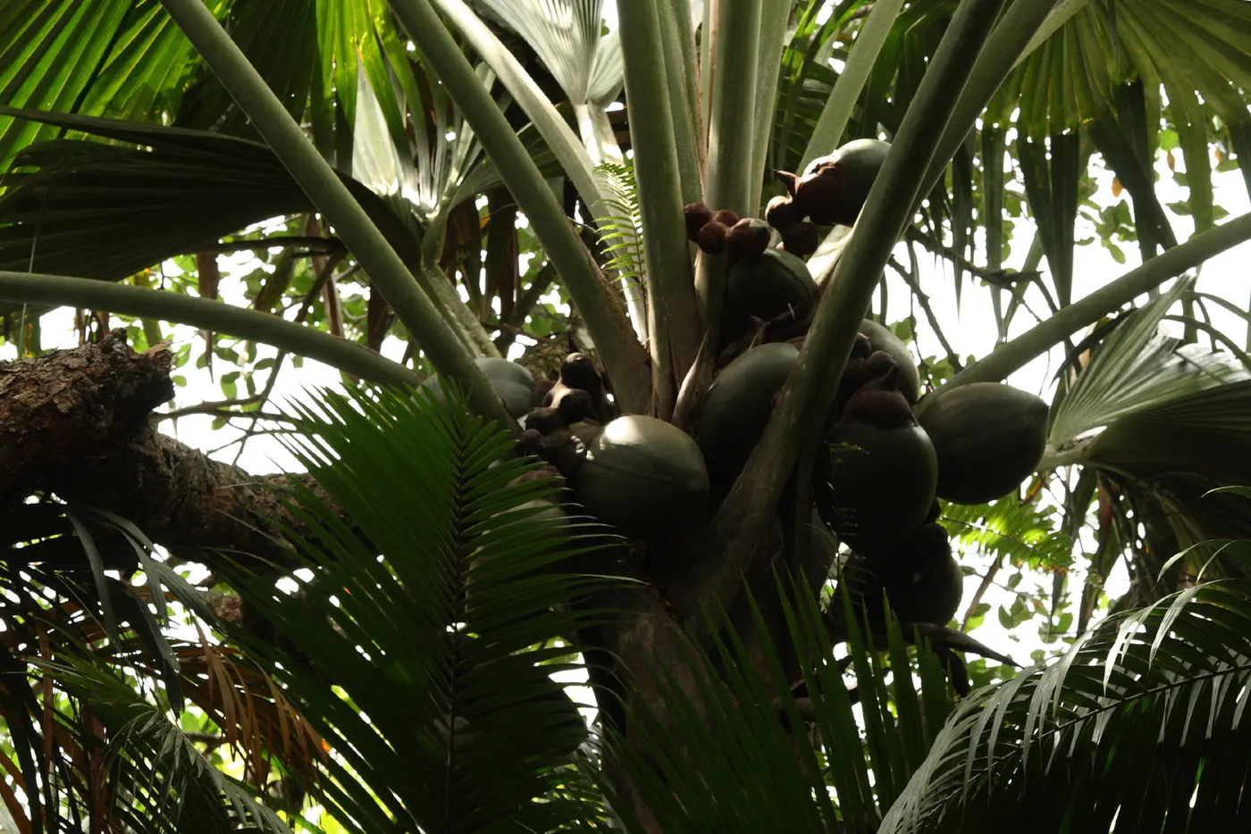 Several large green fruits hanging in clusters among the thick leaf stalks of a palm