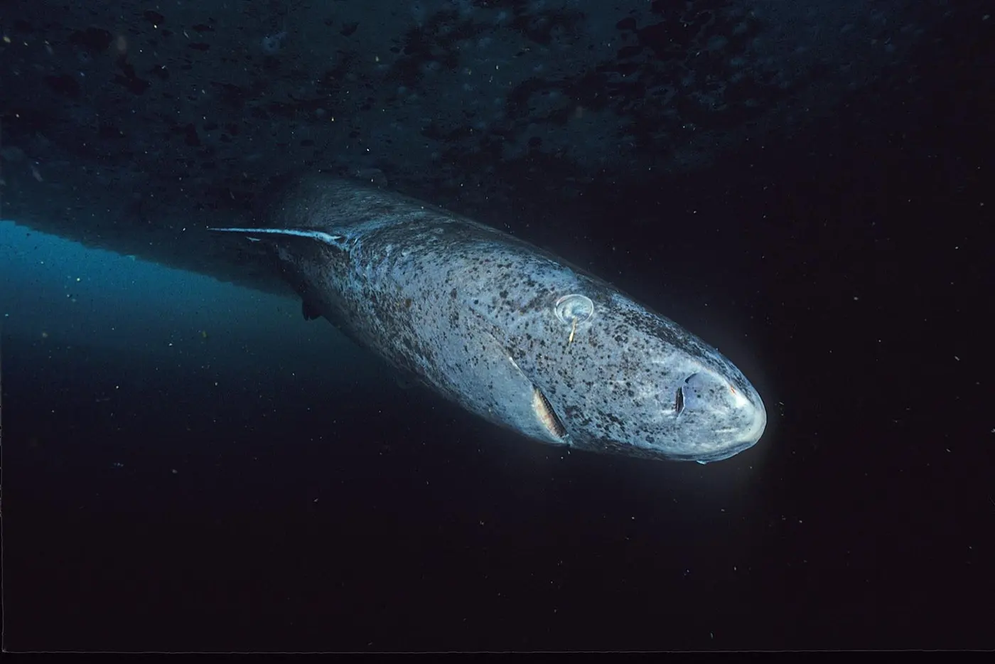 暗い海中を泳ぐ灰色のニシオンデンザメ