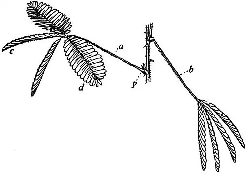 Line drawing of a sensitive plant branch: on the left a leaf stalk angled upward with rows of feathery leaflets, on the right a drooping stalk with folded leaflets
