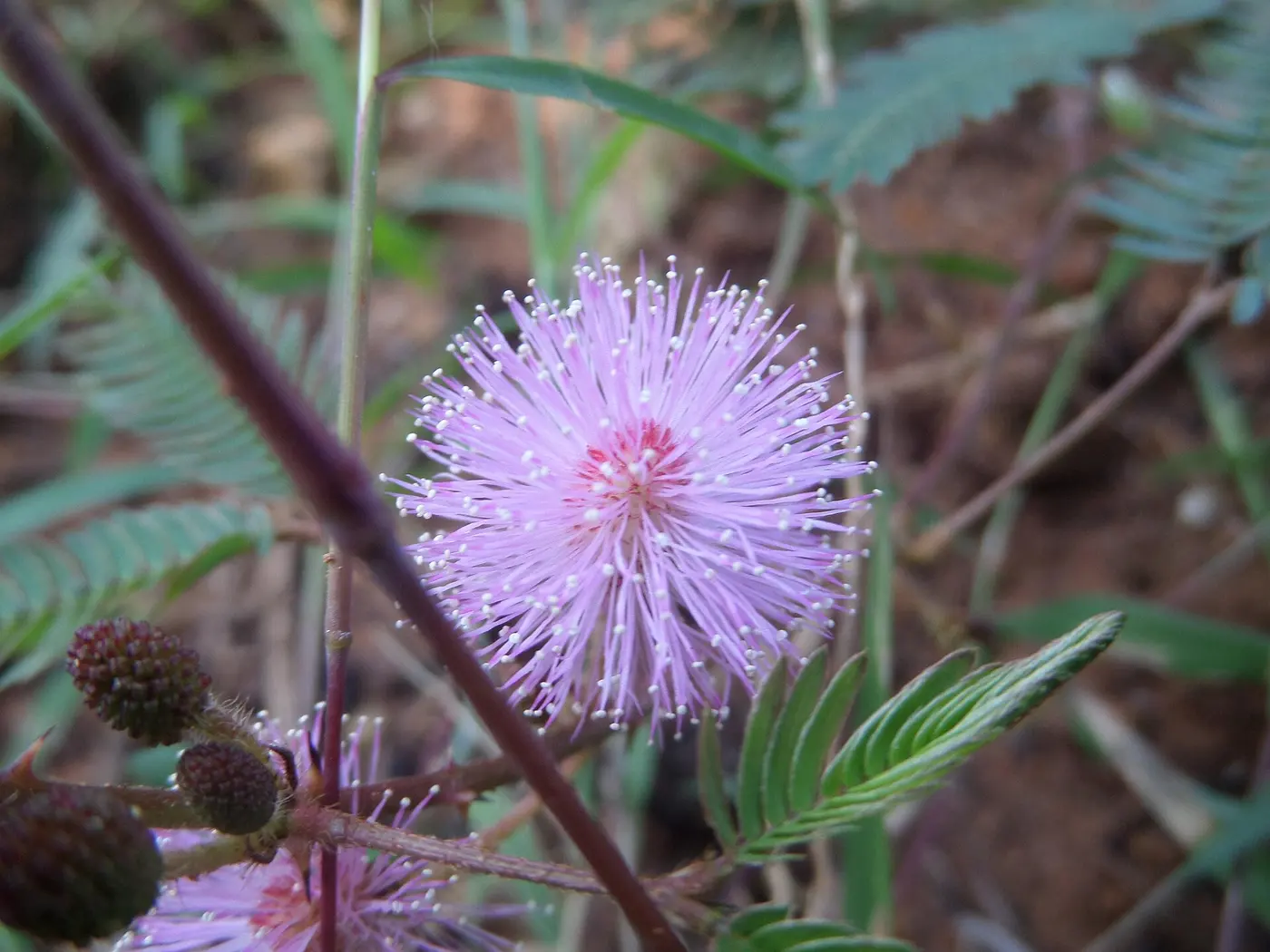 A round pale pink flower head made of fine threadlike stamens, with feathery leaves behind it