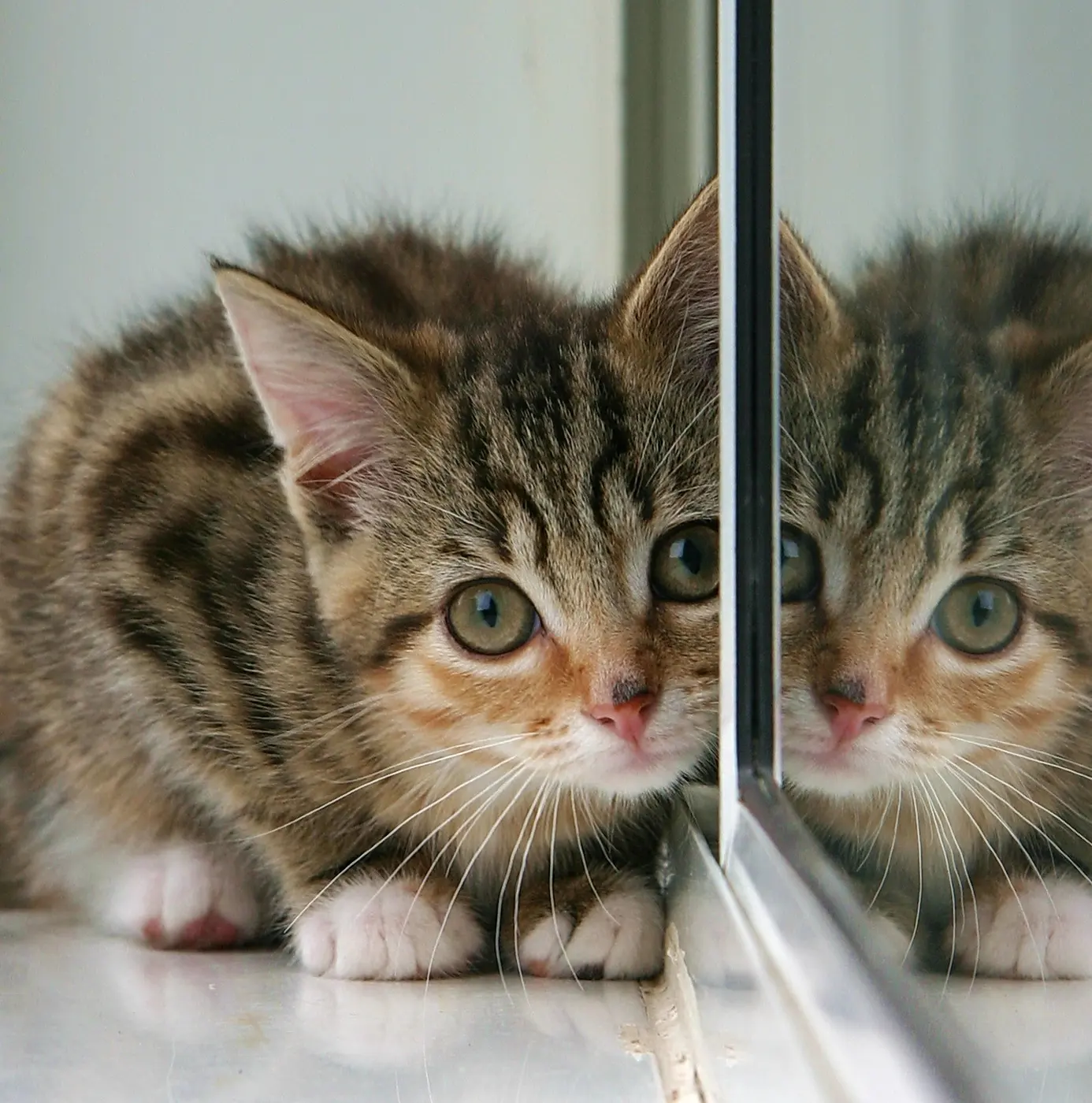 A kitten crouched right beside a mirror set at its side, next to its own reflection