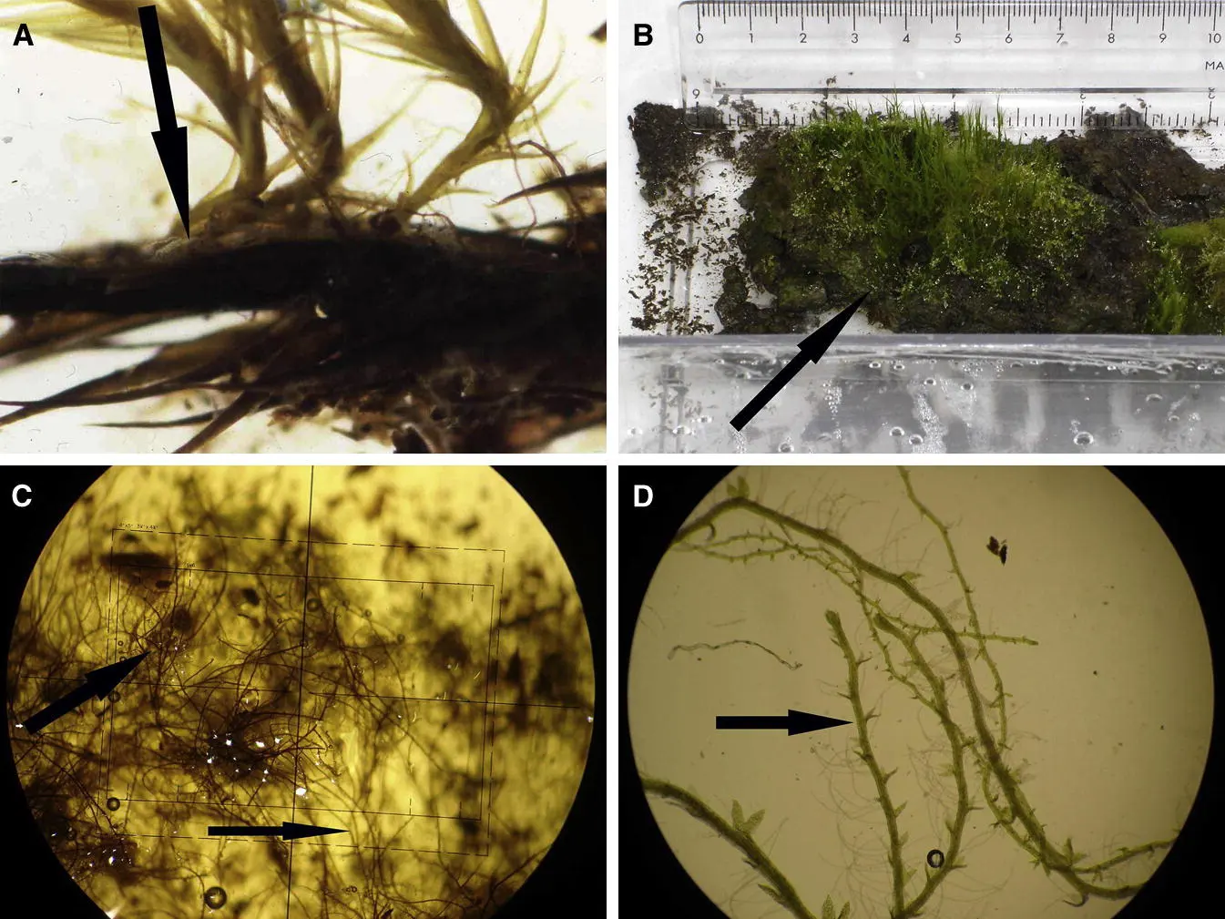 A set of four photos showing cut sections of a moss core and new shoots growing from them