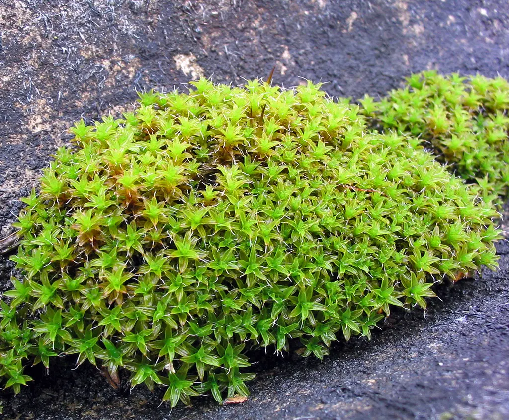 A bright green moss forming a small cushion on a dark rock, its leaves spread out in star shapes