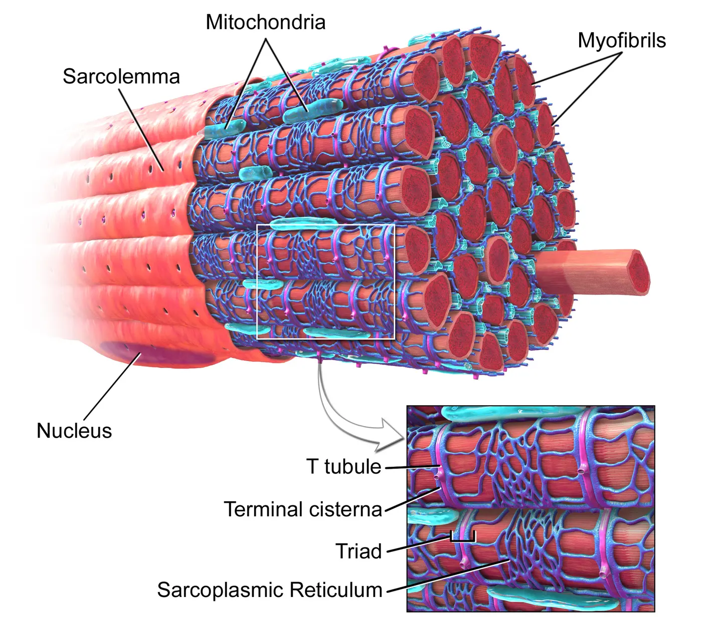 Cutaway illustration of a single muscle fiber, packed with bundles of cylindrical myofibrils, with English labels