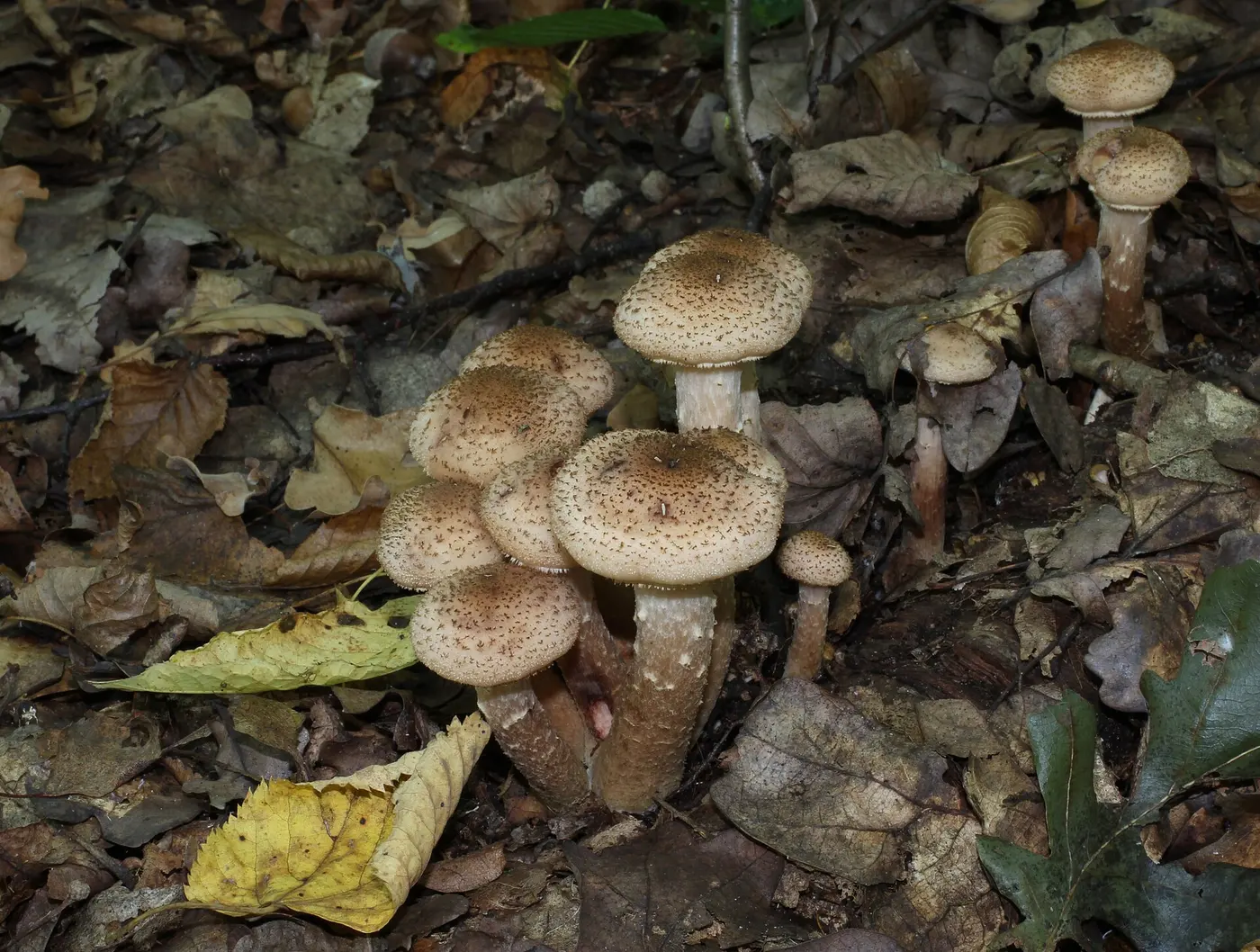 A cluster of mushrooms with brown-speckled caps growing from a forest floor covered in fallen leaves