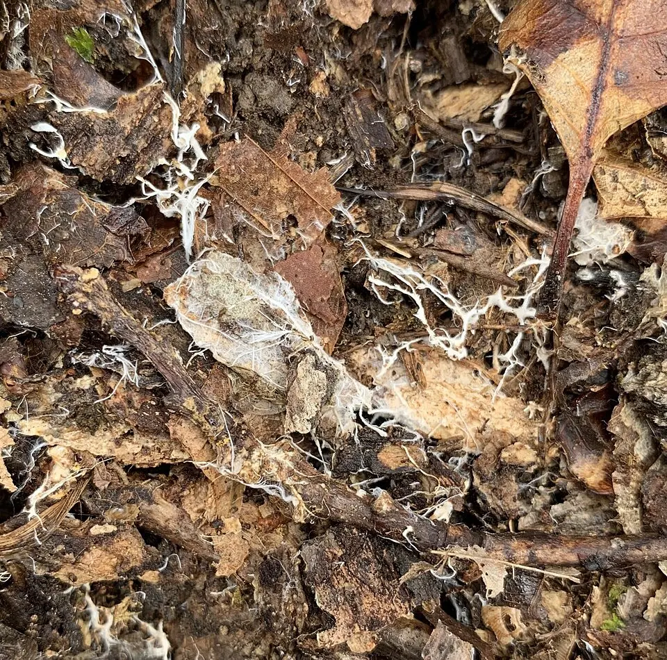 White threadlike strands spreading in a network among fallen leaves and rotting twigs on a forest floor