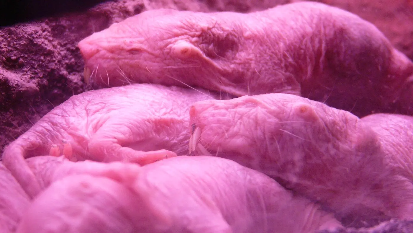 Under pink lighting, several naked mole-rats sleep huddled together in a heap