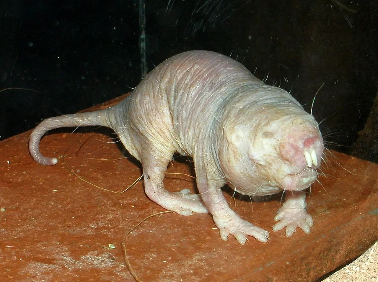 A naked mole-rat with a wrinkled, hairless pink body and long front teeth protruding from its mouth, standing on red earth