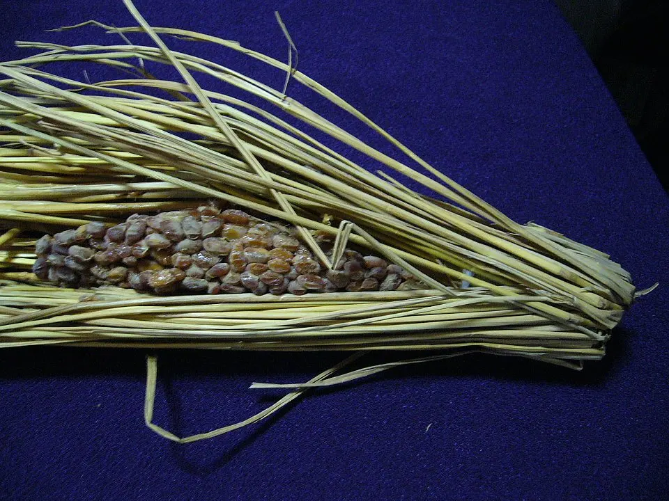 Natto packed tightly inside a bundle of rice straw