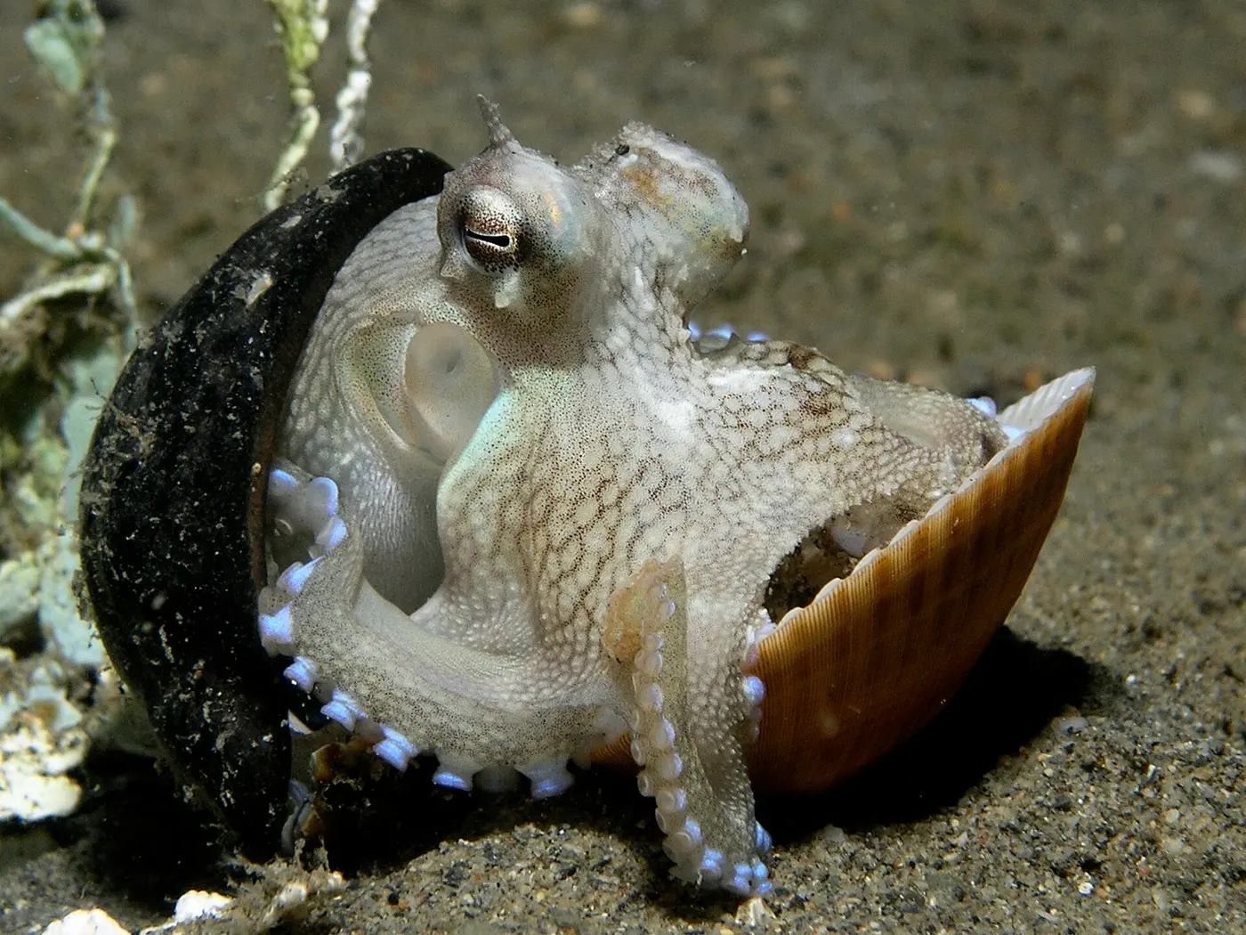 砂の海底で、黒い木の実の殻と二枚貝の殻のあいだに入り込んだ小さなタコ