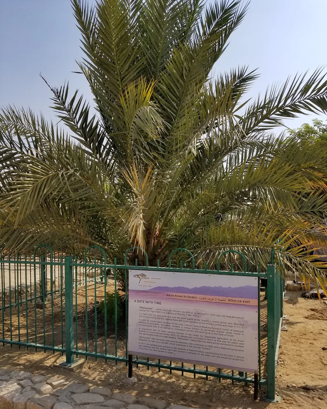 A fenced date palm spreading its fronds, with an information sign in front