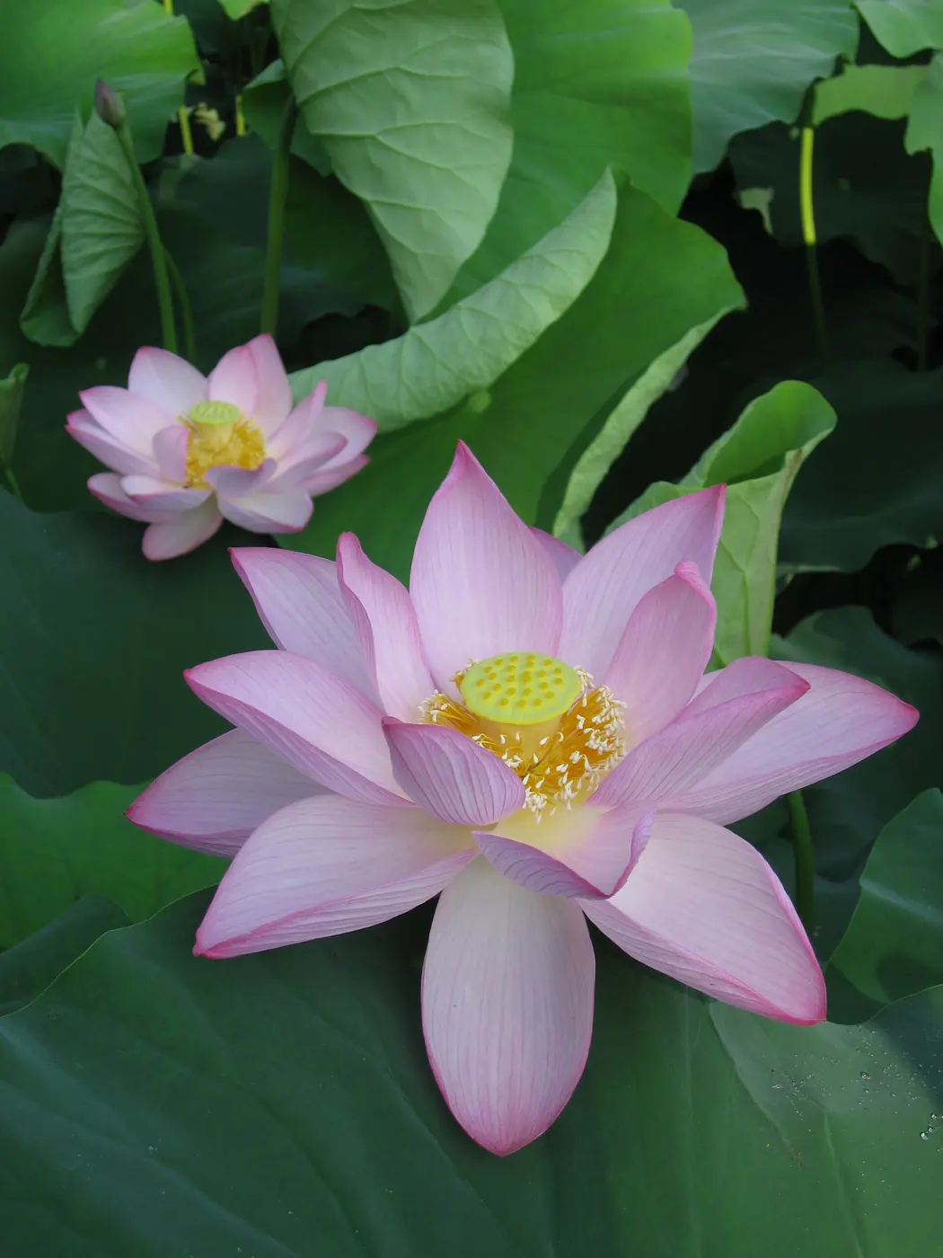 A large, pale pink lotus flower in bloom against big green leaves