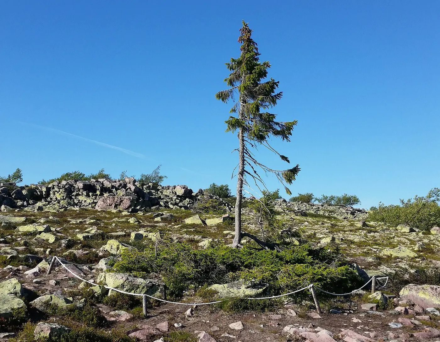 A single spindly spruce on a rocky plateau, with low branches spreading around its base