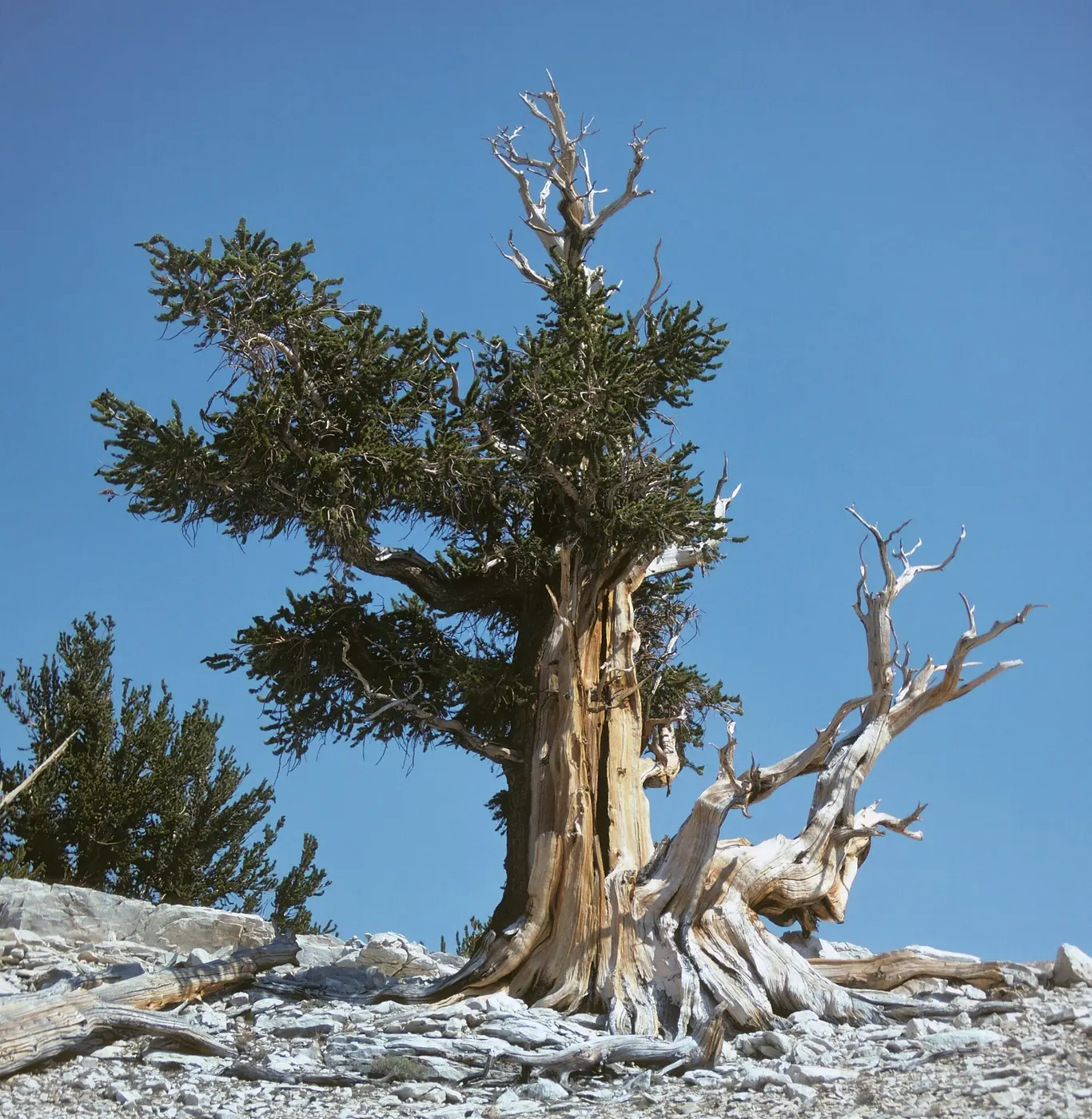 A bristlecone pine with a twisted trunk, partly dead and bleached white, standing on a rocky slope