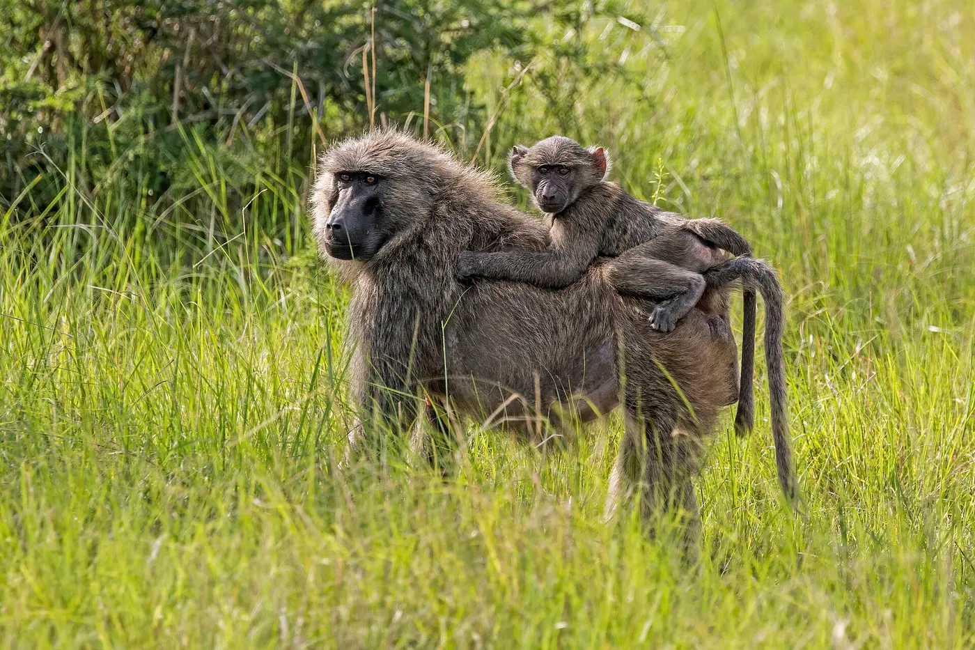 An olive baboon standing in grassland with a youngster riding on its back