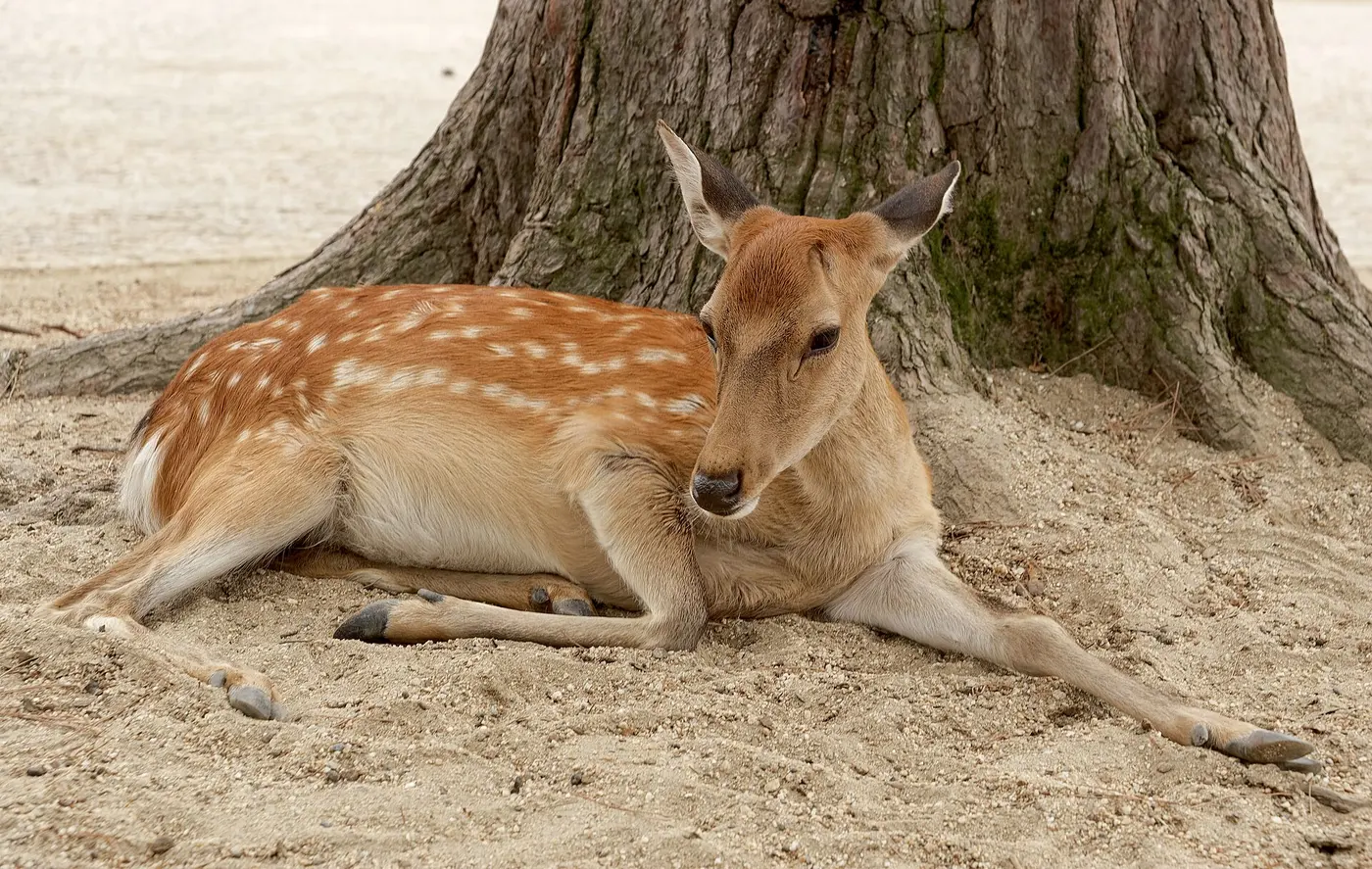 A white-spotted deer lying with its legs stretched out at the foot of a tree on sandy ground