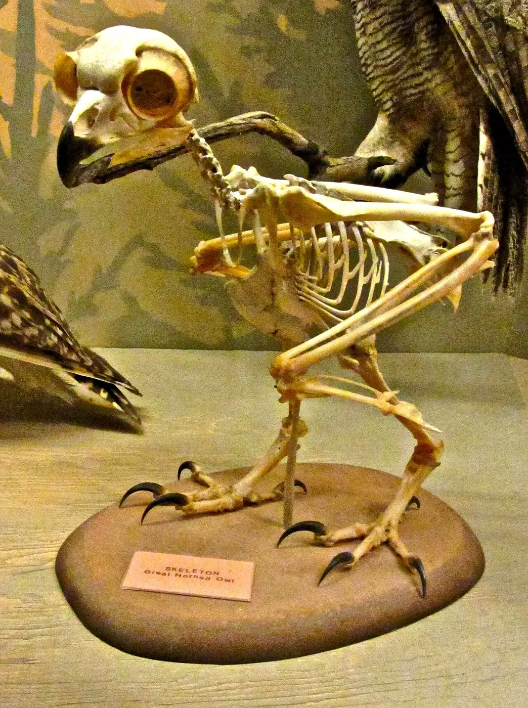 A mounted great horned owl skeleton on a stand, showing large round eye sockets and a long, S-curved neck