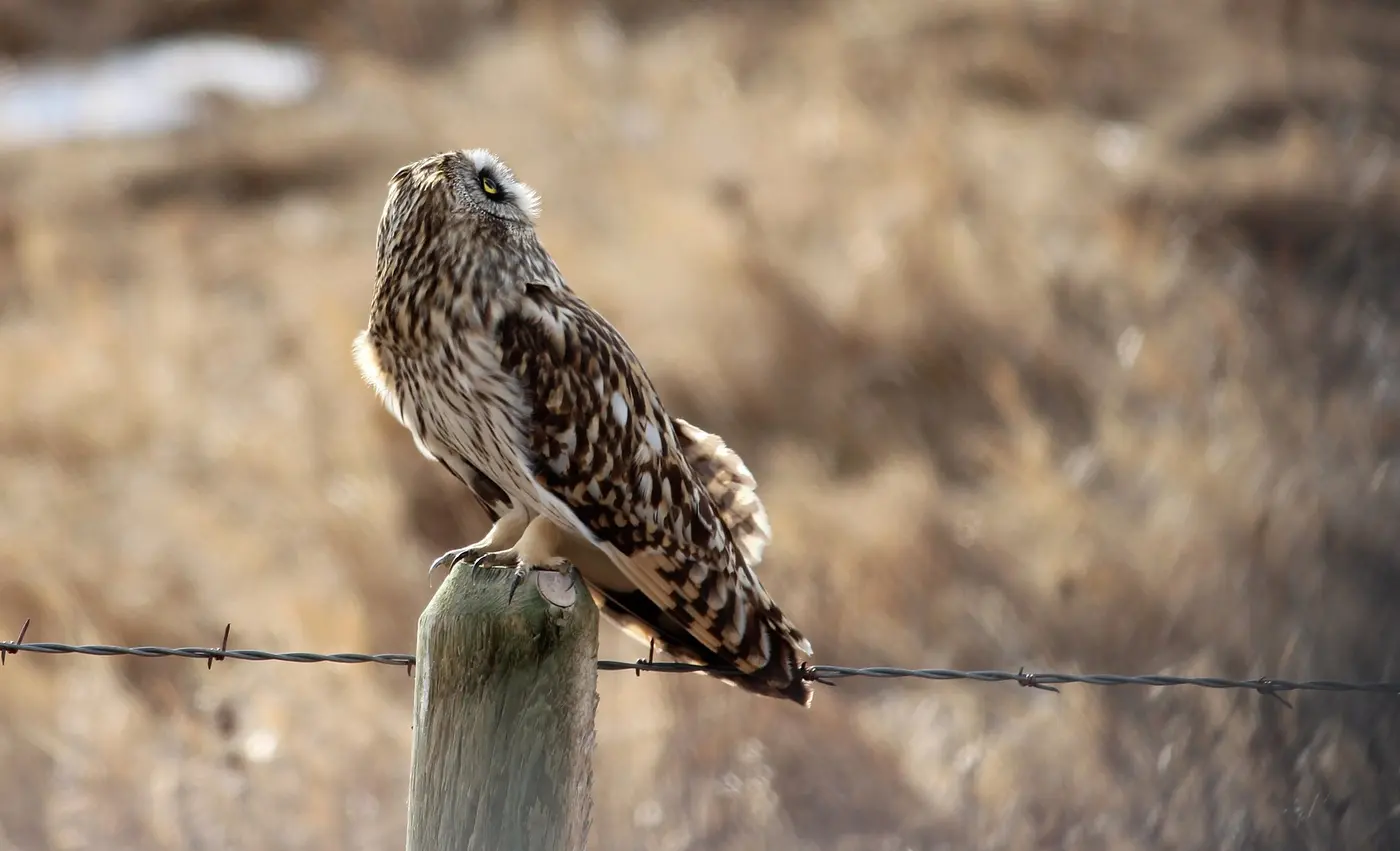A short-eared owl perched on a fence post, its body facing away as it twists its head to look back