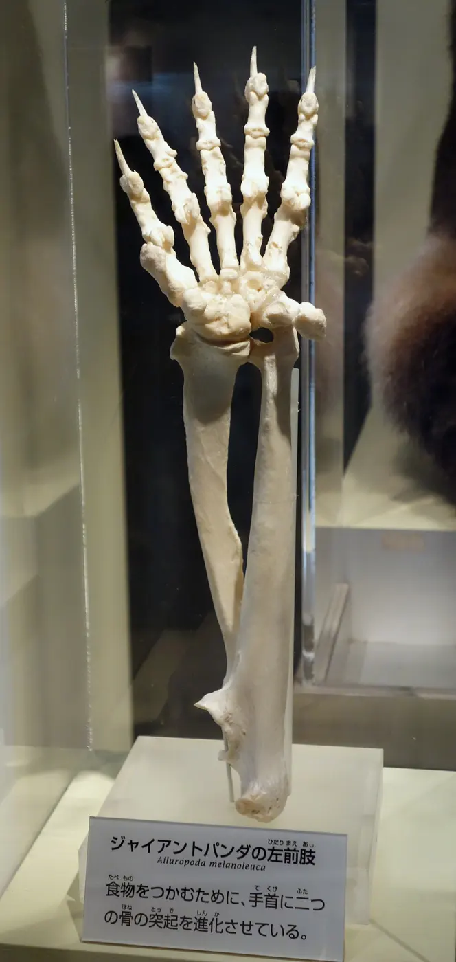 A giant panda’s forelimb skeleton displayed in a glass case, with an explanatory label