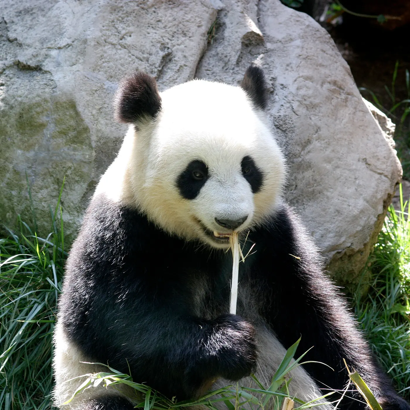 A giant panda sitting in front of a rock, gripping a bamboo stalk in its front paw and holding it in its mouth
