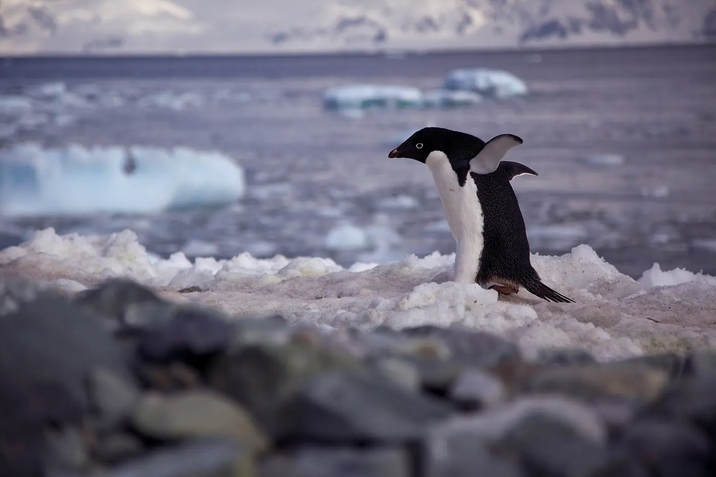 An Adélie penguin walking along a snow-covered beach with its wings slightly spread
