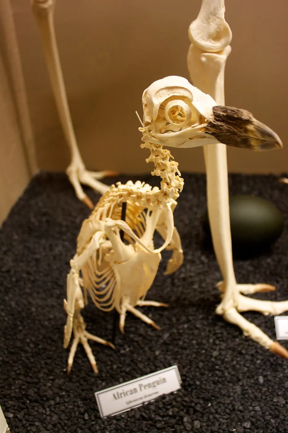 A complete skeleton of an African penguin with bent legs, displayed on black gravel