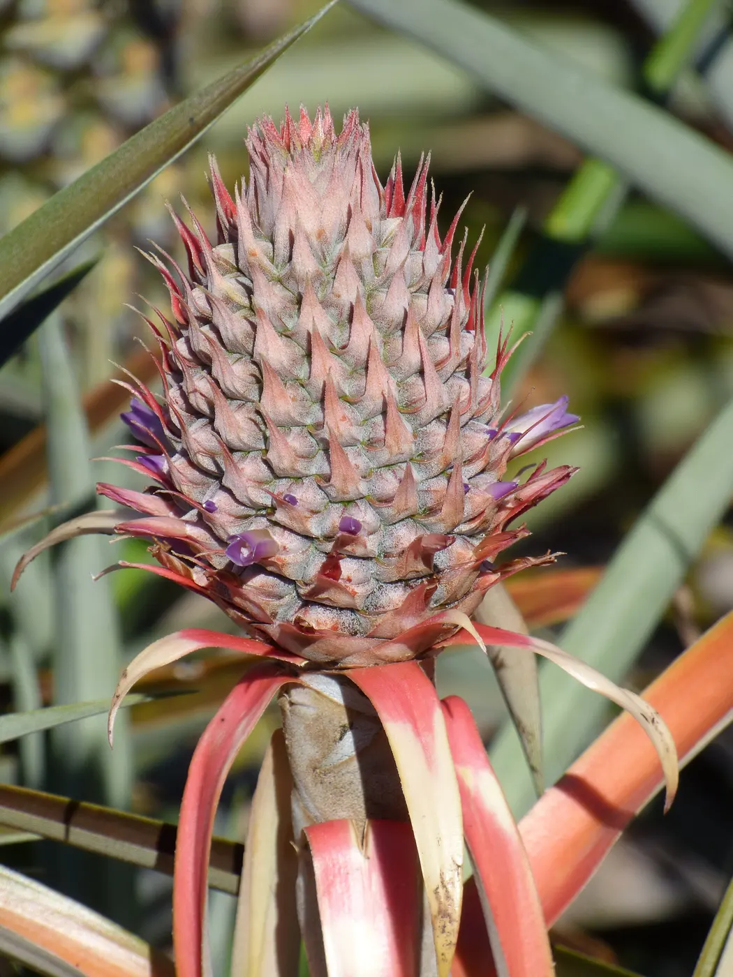Small purple flowers peeking out between the scales of a young pineapple fruit