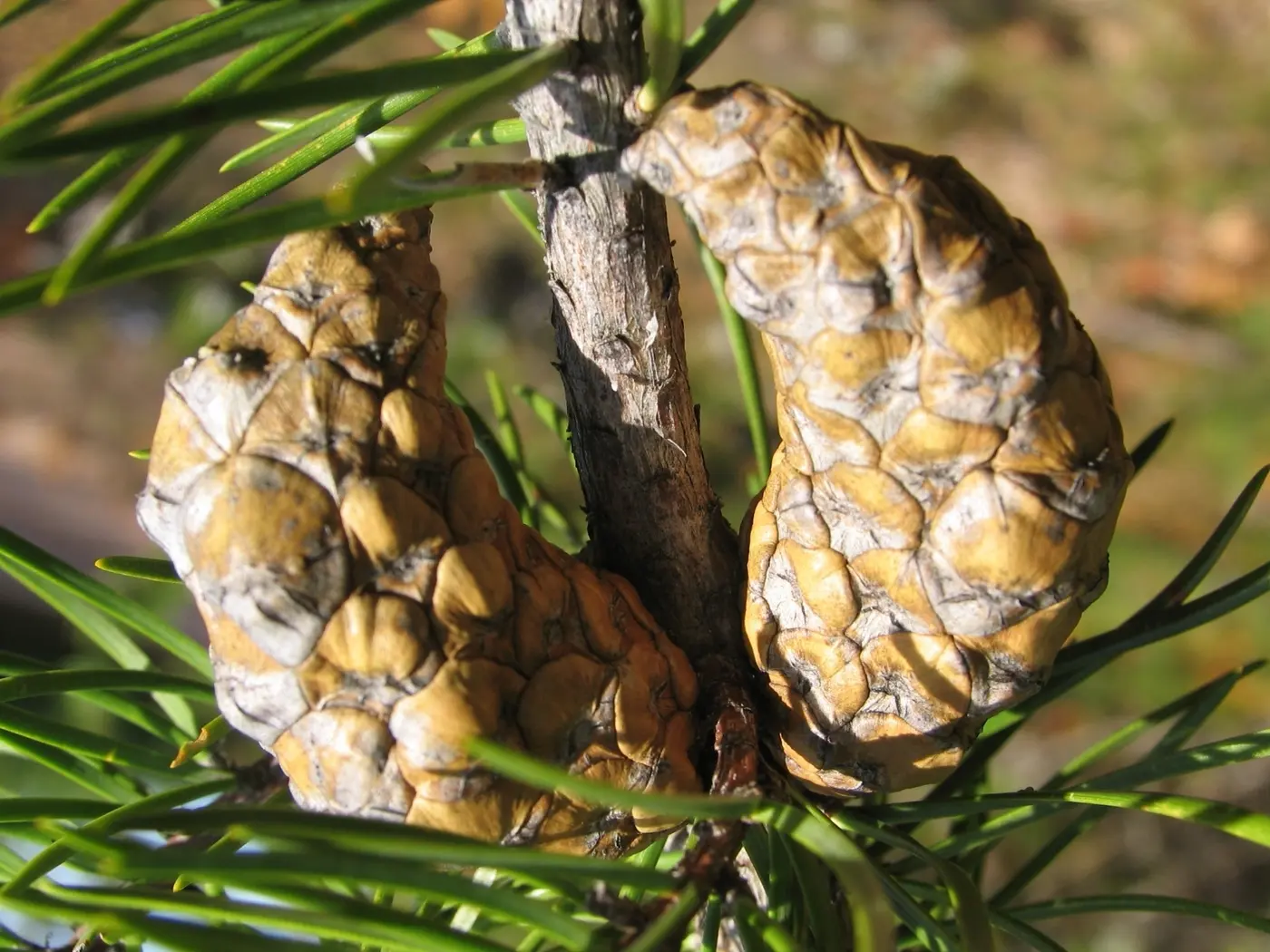 Two pine cones still attached to a branch among pine needles, with their scales tightly closed