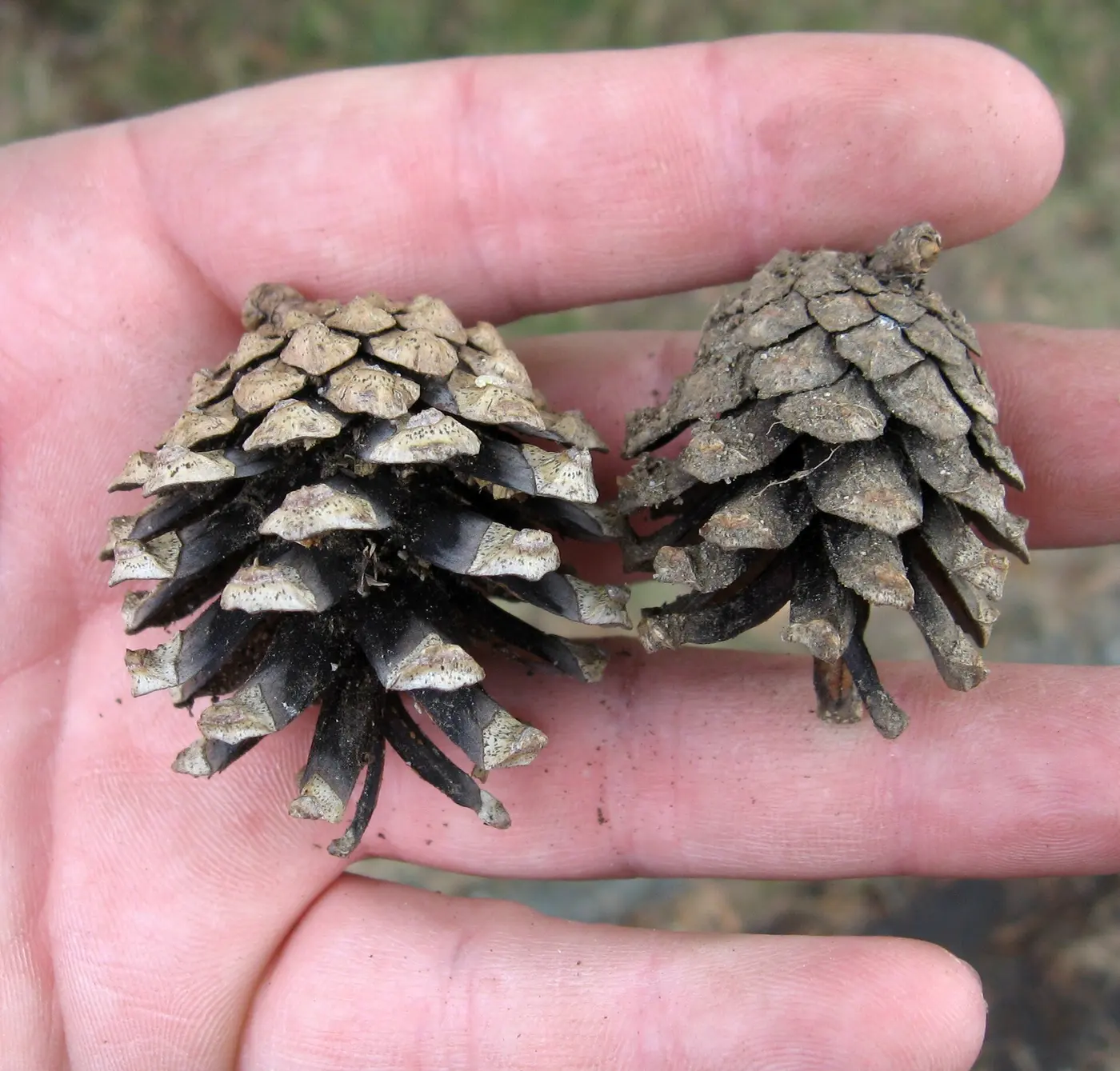 Two pine cones with widely spread scales resting on the palm of a hand