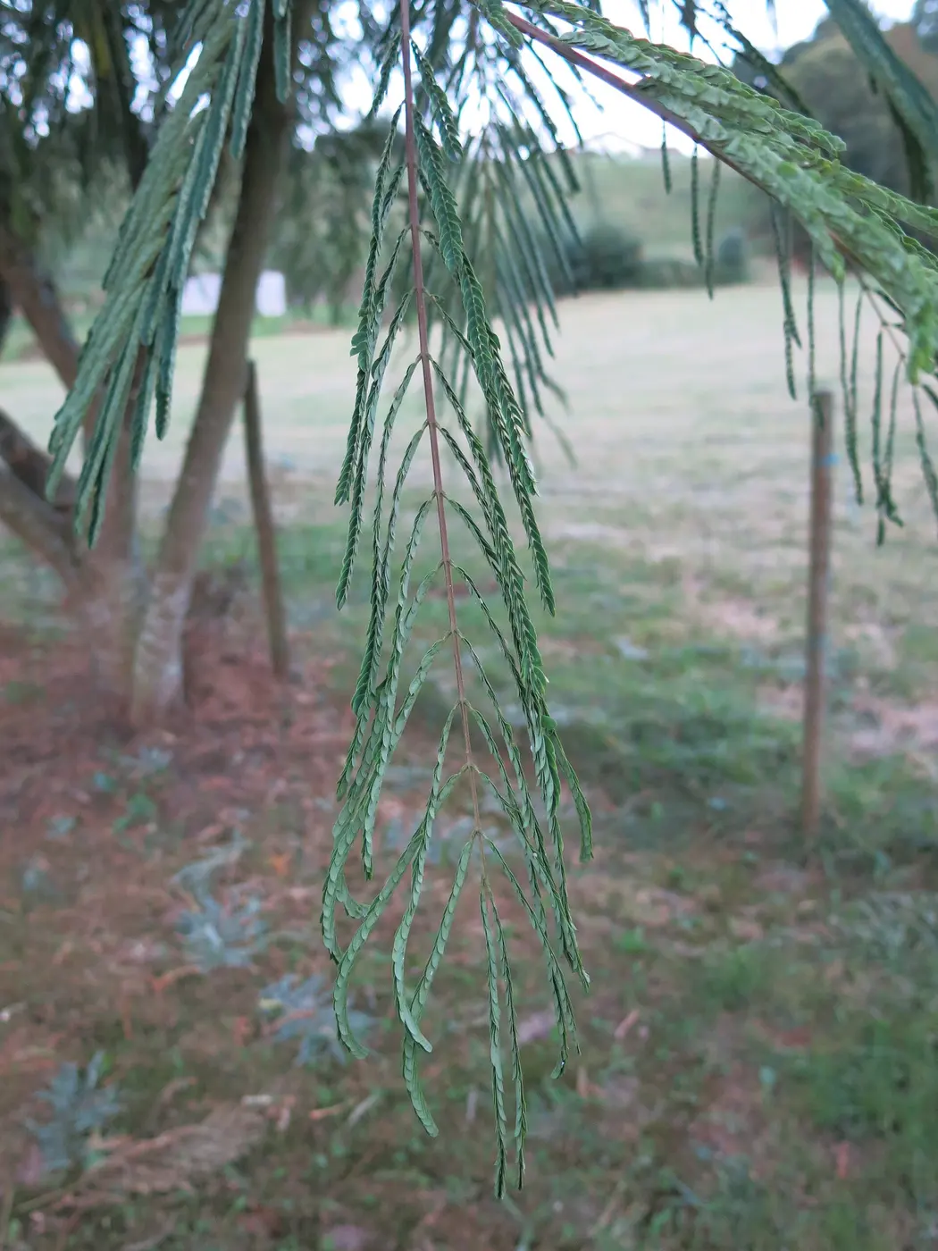 Silk tree leaves hanging down at dusk, with their small leaflets folded tightly shut