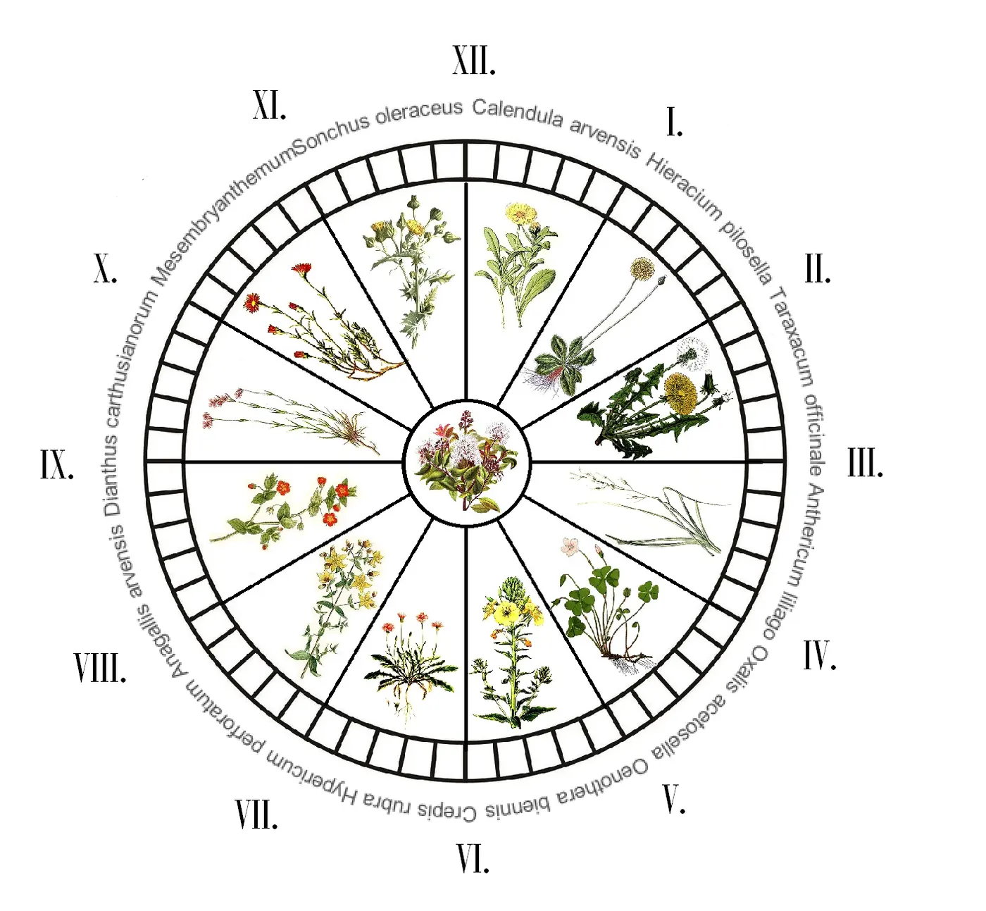 A clock face with illustrations of 12 kinds of flowers and their scientific names arranged around it