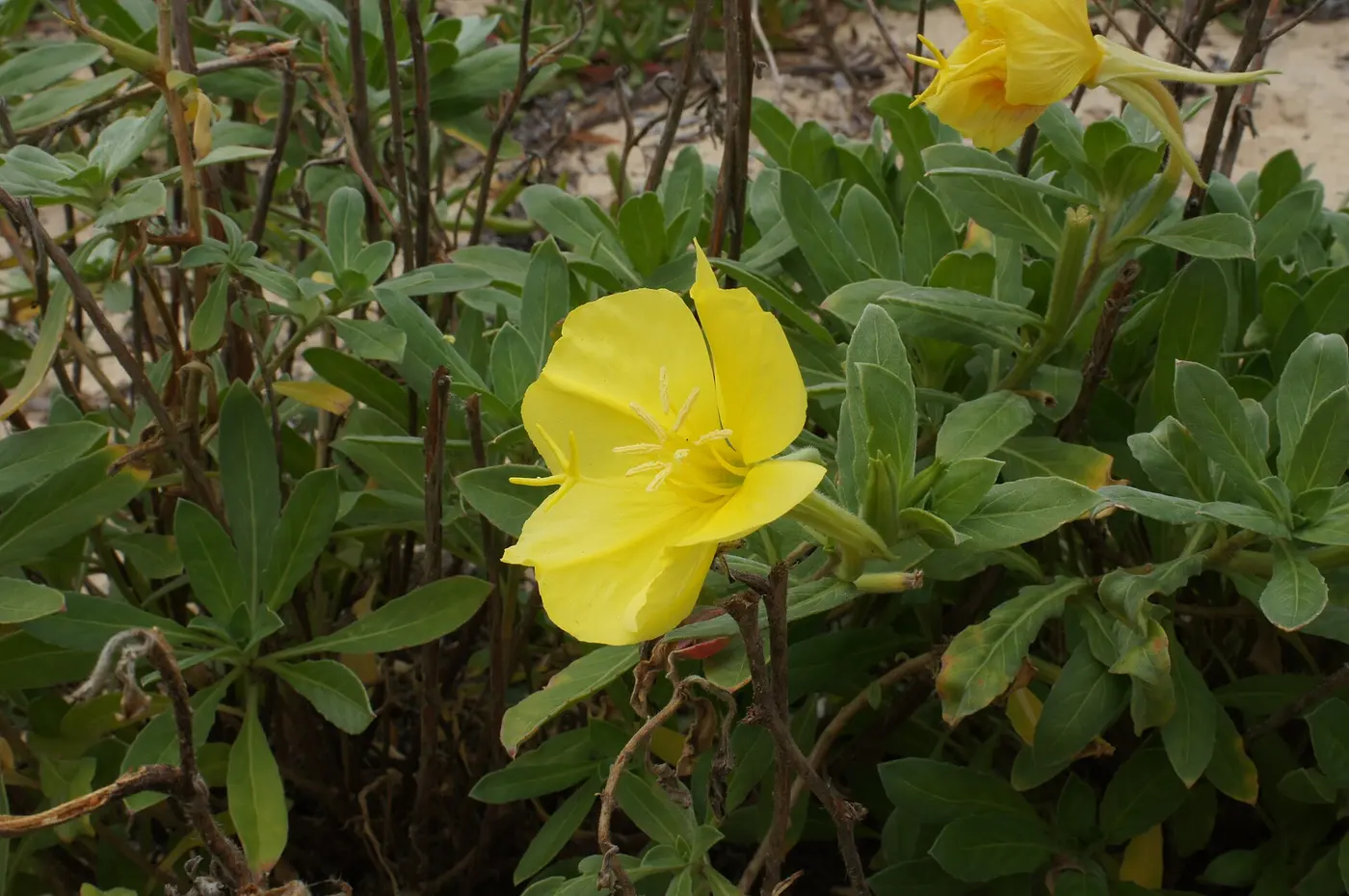 A yellow four-petaled flower blooming among grayish-green foliage