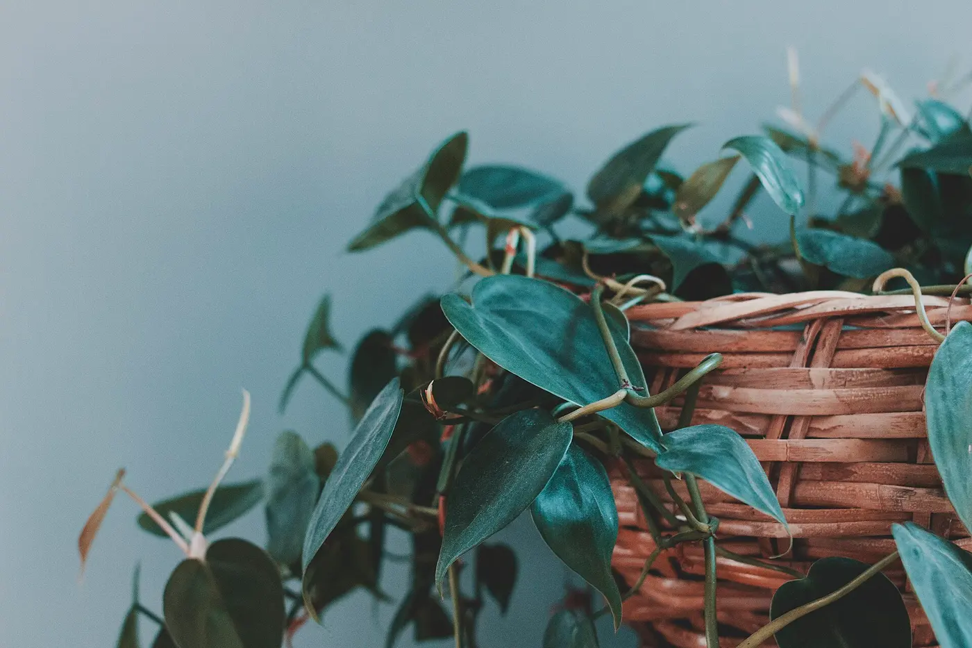 A houseplant with heart-shaped leaves trailing its vines from a woven basket pot