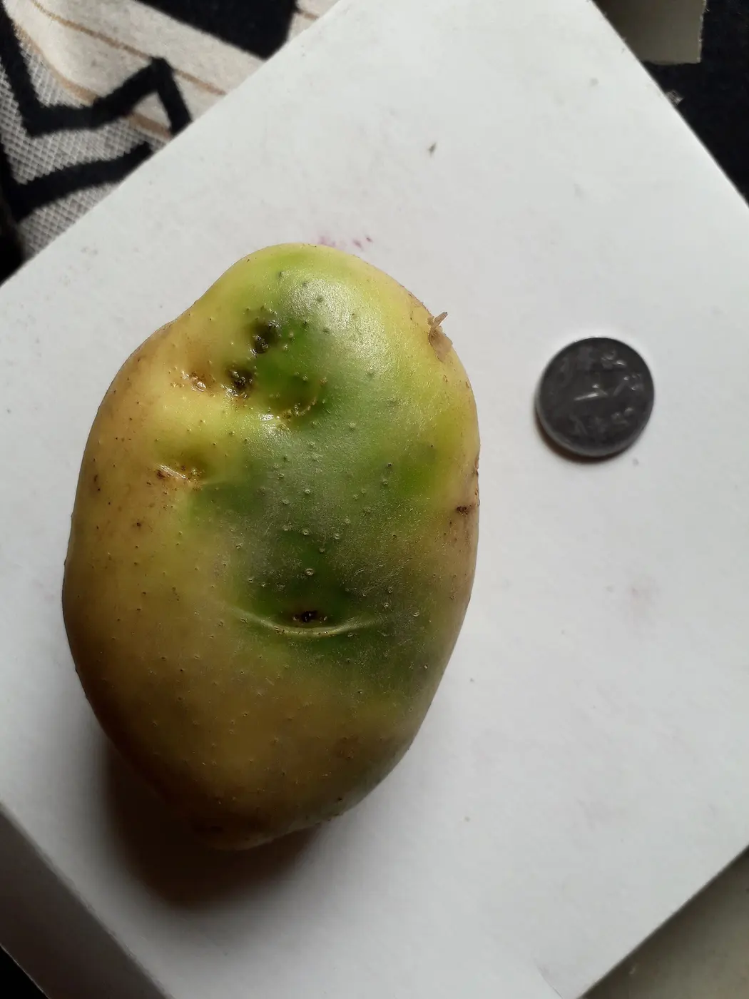A potato with part of its skin turned green, on a white board next to a coin